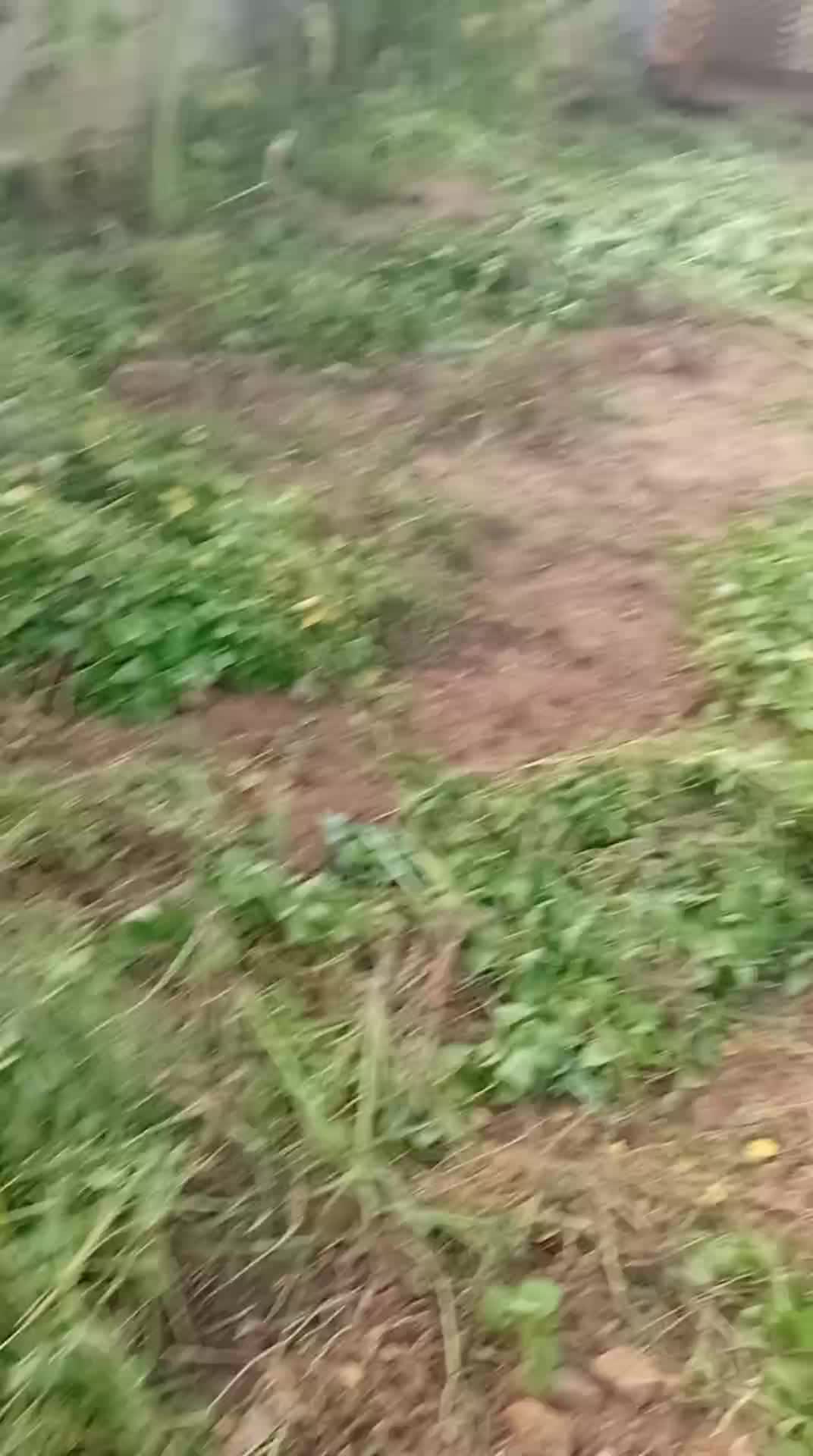 Terreno com pedras e vegetação