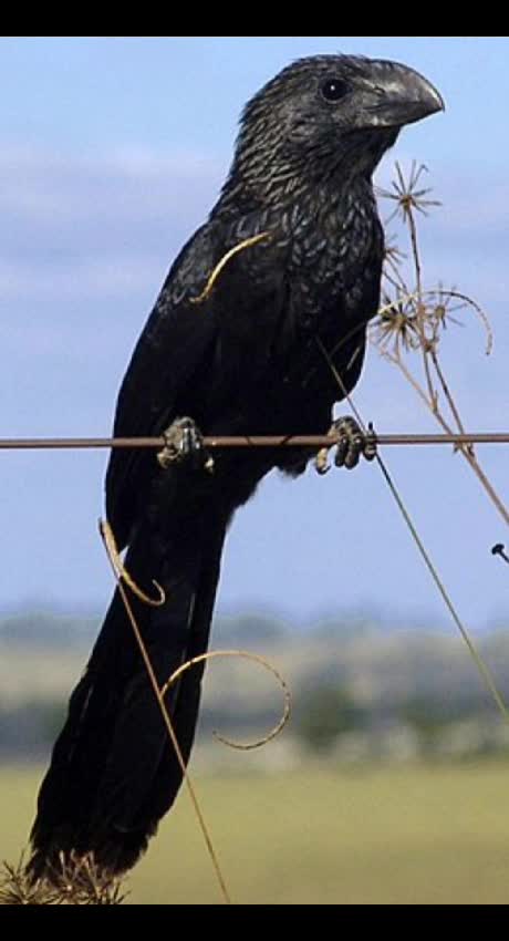 Cavalgada sensual amadora