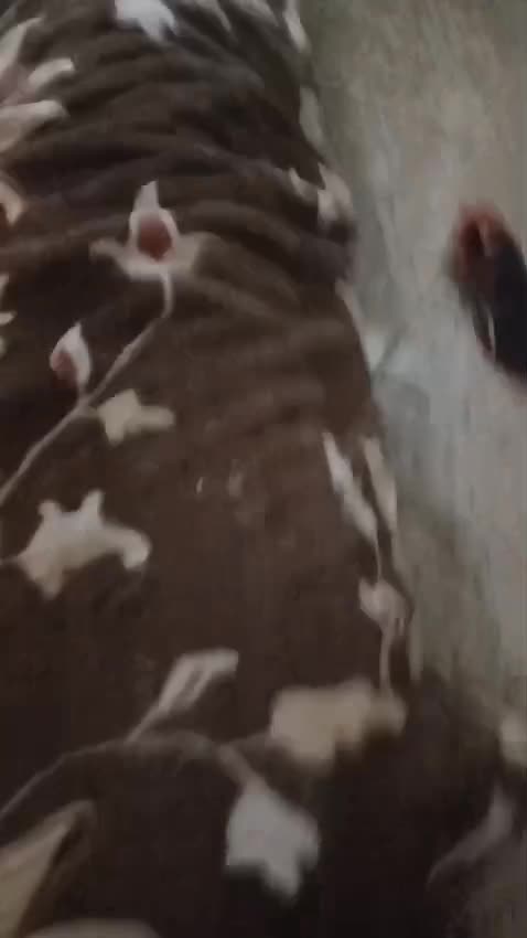 masturbação, sexo anal, gemidos, orgasmo