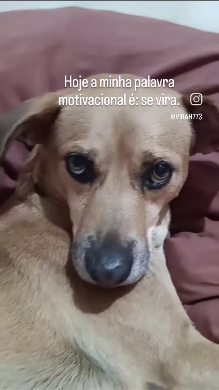 Vídeo engraçado de cachorro motivacional
